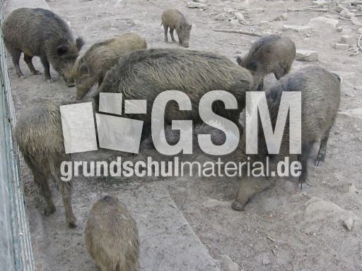 Wildschweine.JPG